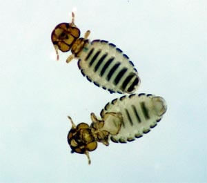 Lice